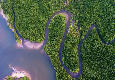 Aerial view Mangrove forest and canal through the forest.